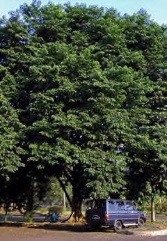 Pterocarpus indicus Amboyna, Indian Padauk, Burmese Rosewood, Narra, Bloodwood